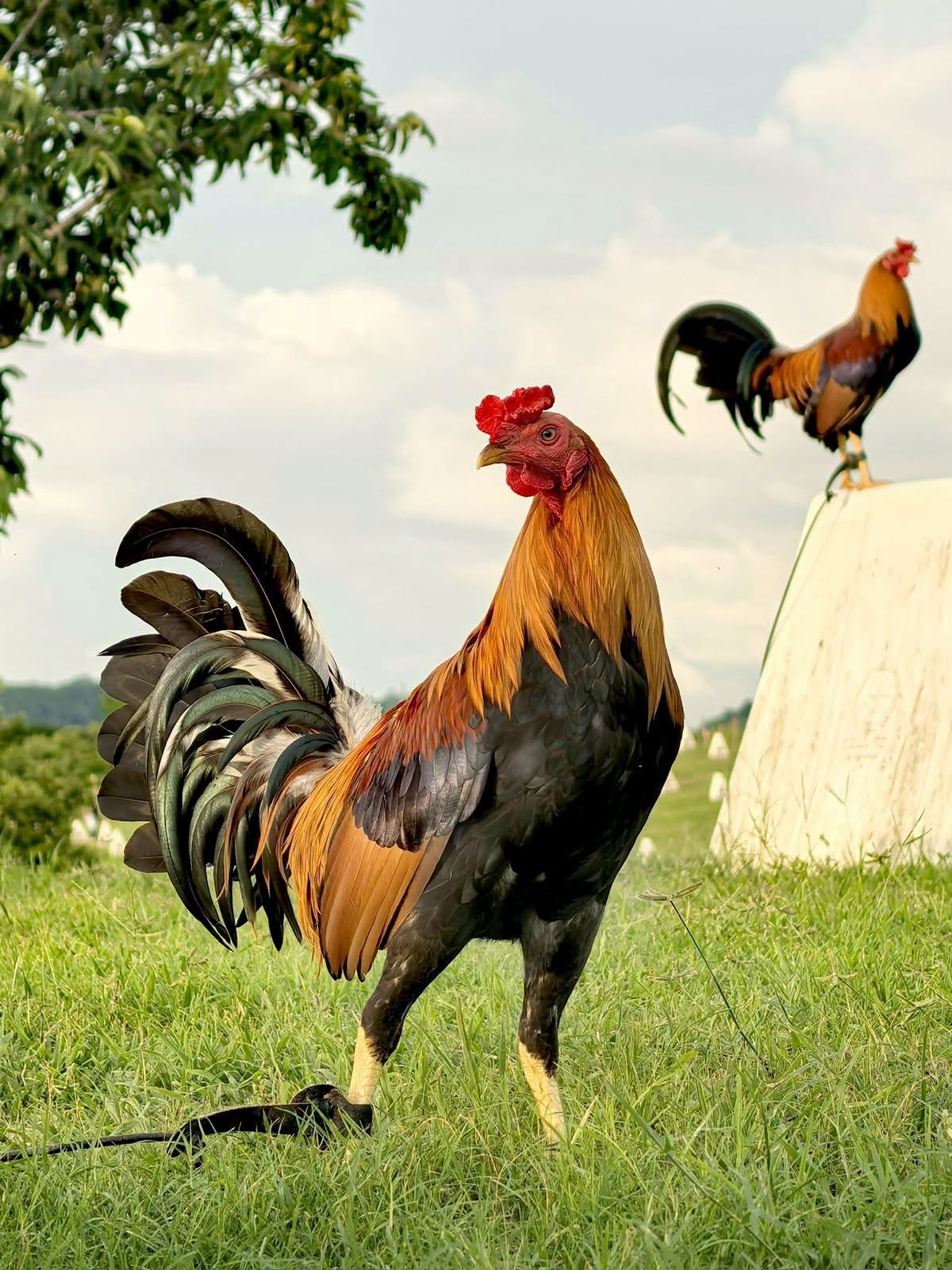 Gallo fino del Rancho Osuna en el campo